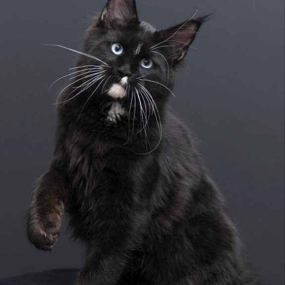Maine Coon AP Richie