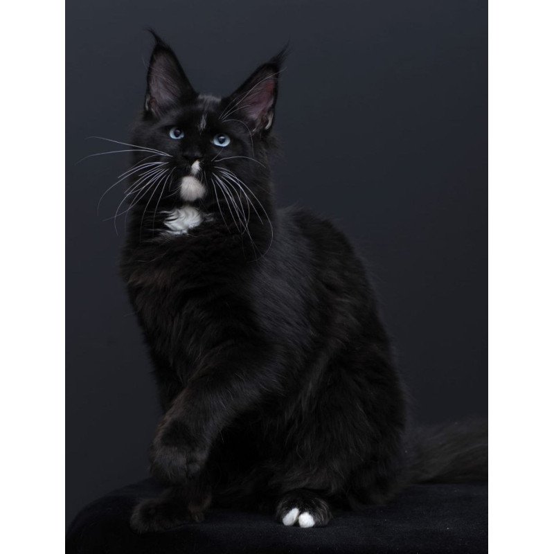 Maine Coon AP Richie