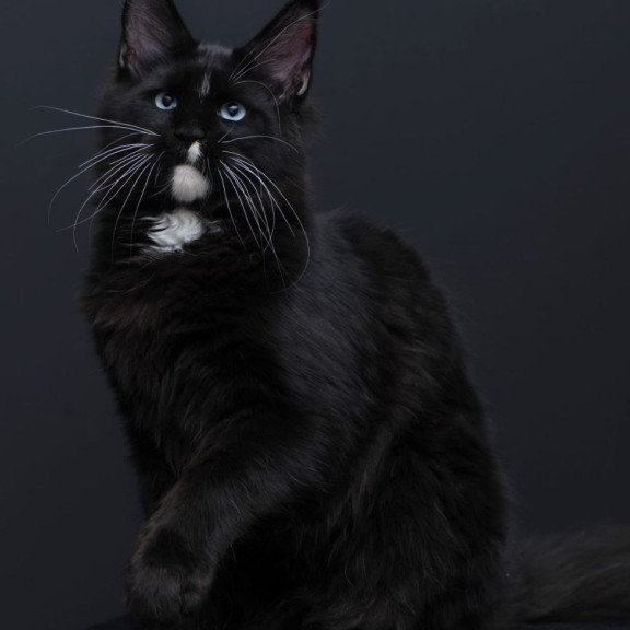 Maine Coon AP Richie
