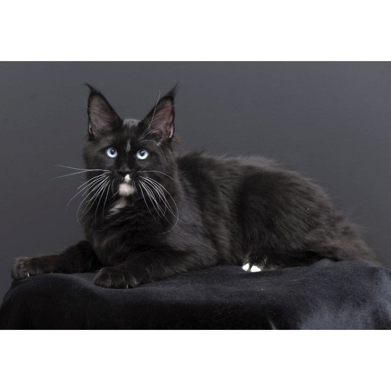 Maine Coon AP Richie