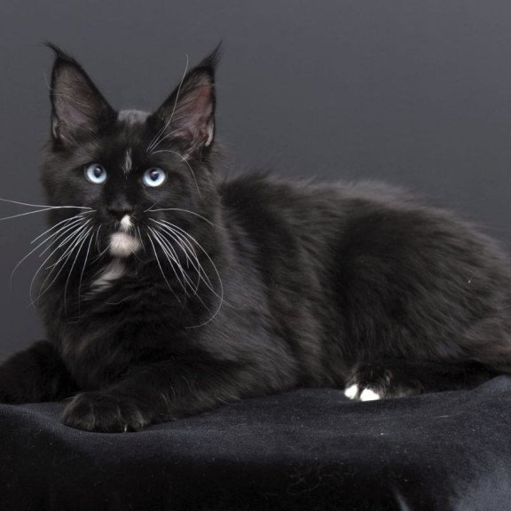 Maine Coon AP Richie