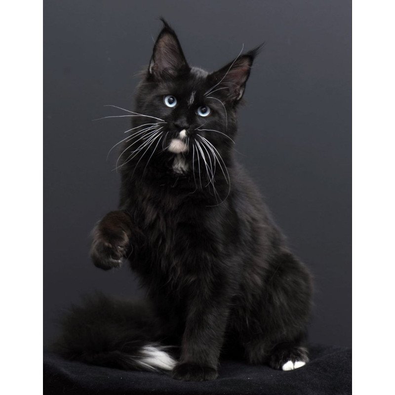 Maine Coon AP Richie
