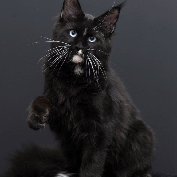 Maine Coon AP Richie