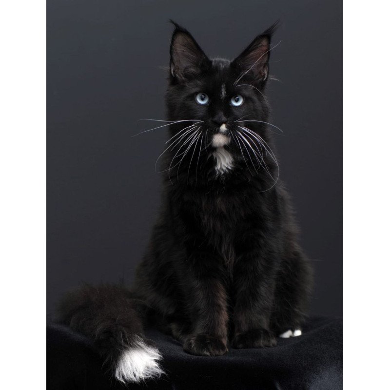 Maine Coon AP Richie