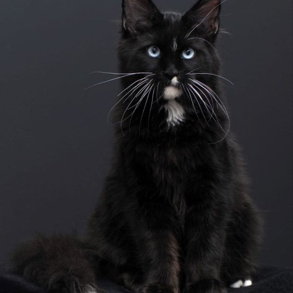 Maine Coon AP Richie