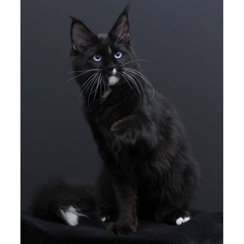 Maine Coon AP Richie