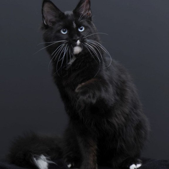 Maine Coon AP Richie