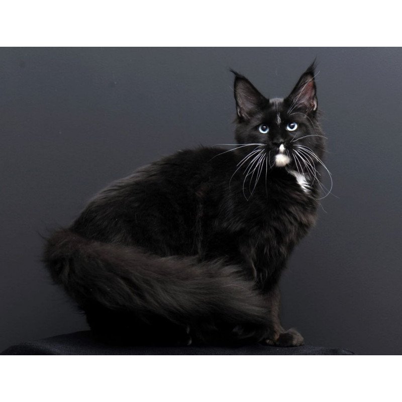 Maine Coon AP Richie