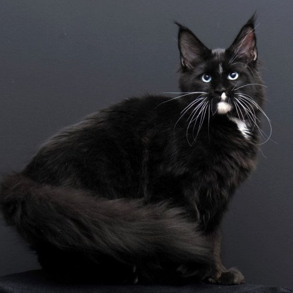 Maine Coon AP Richie