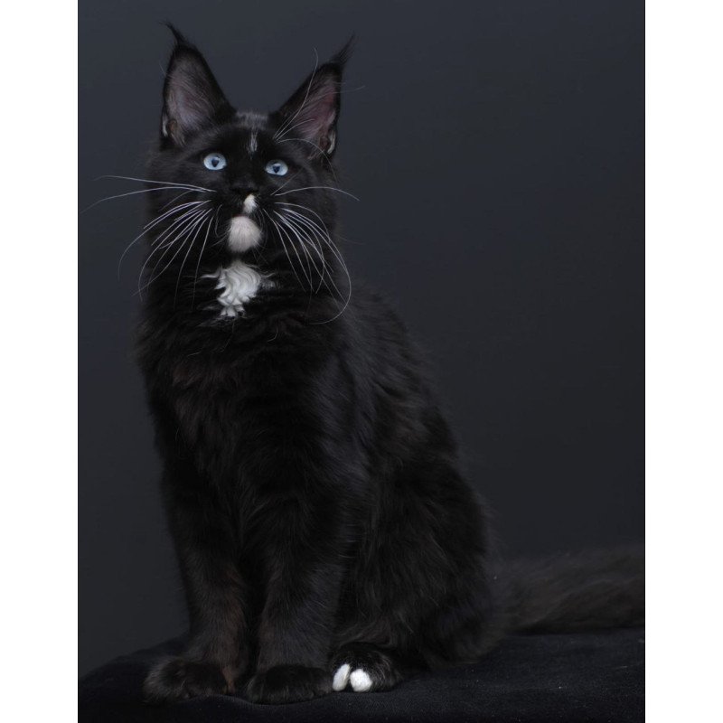 Maine Coon AP Richie