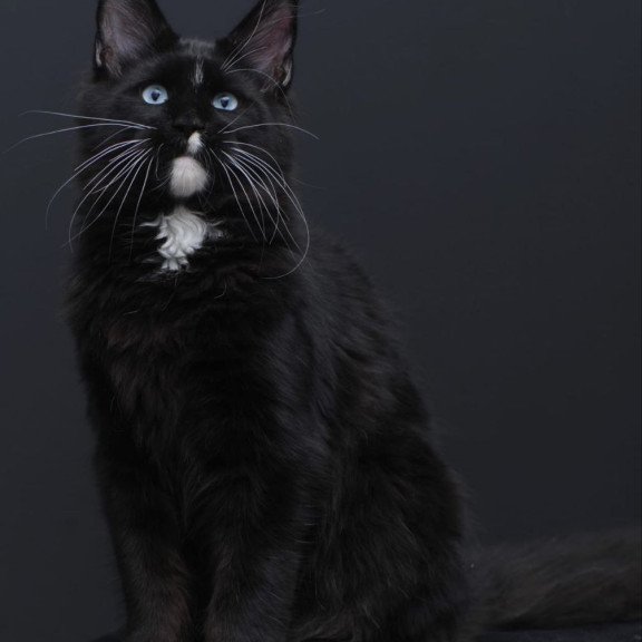 Maine Coon AP Richie