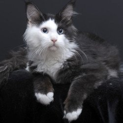 Maine Coon AP Rassy