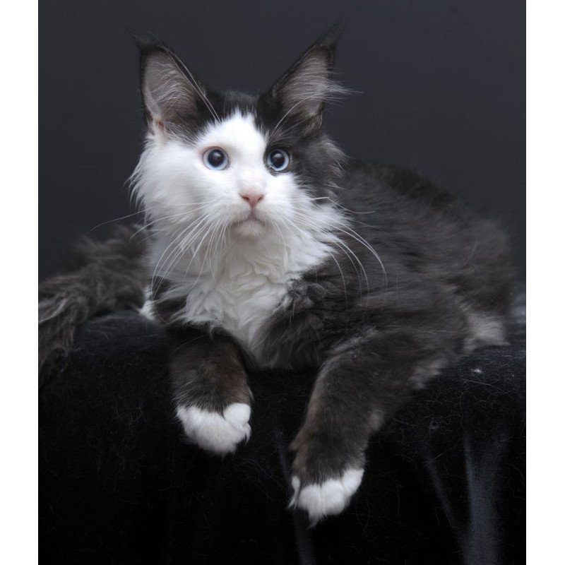 Maine Coon AP Rassy