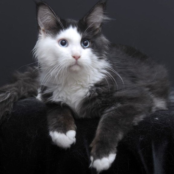 Maine Coon AP Rassy