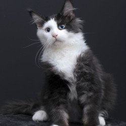 Maine Coon AP Rassy