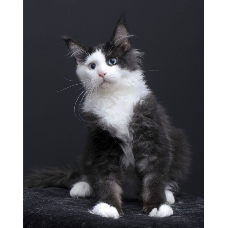 Maine Coon AP Rassy