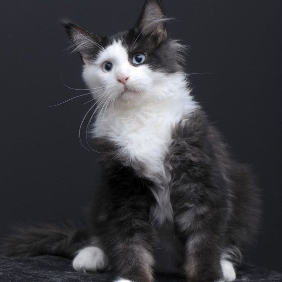 Maine Coon AP Rassy