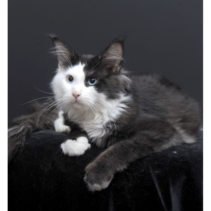 Maine Coon AP Rassy