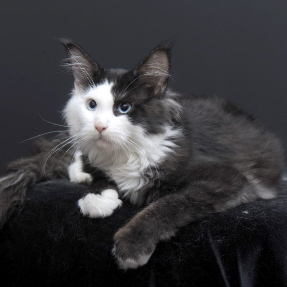 Maine Coon AP Rassy