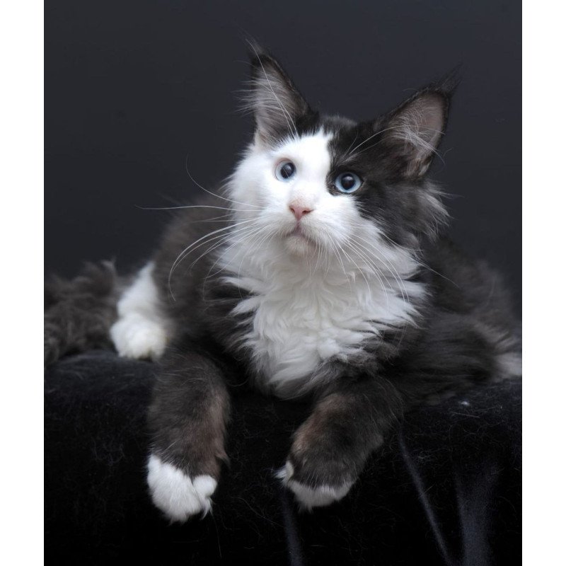 Maine Coon AP Rassy