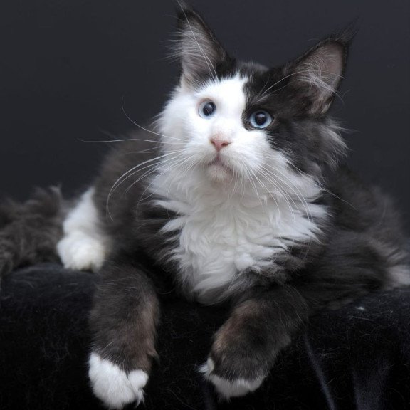 Maine Coon AP Rassy