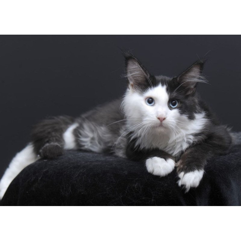 Maine Coon AP Rassy