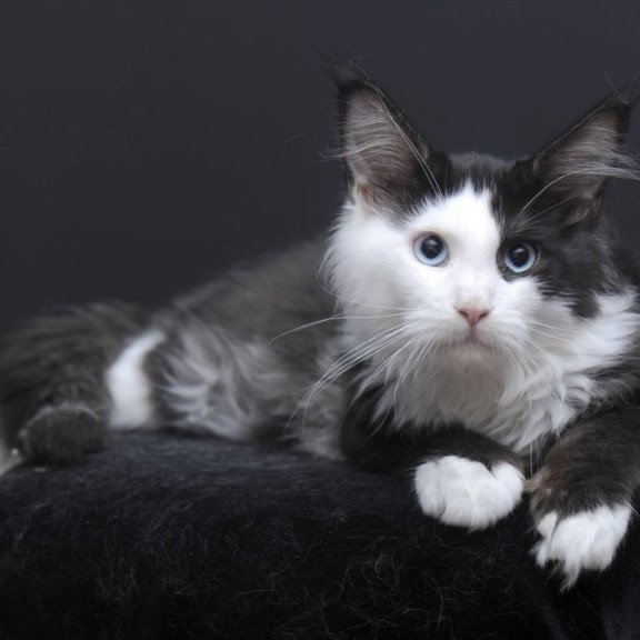 Maine Coon AP Rassy