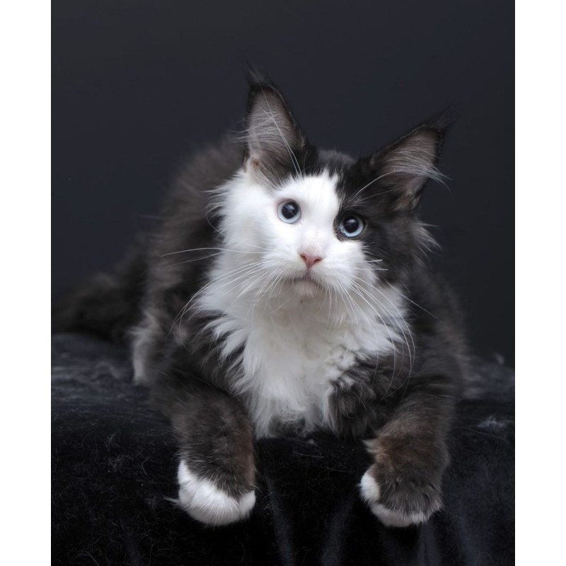 Maine Coon AP Rassy