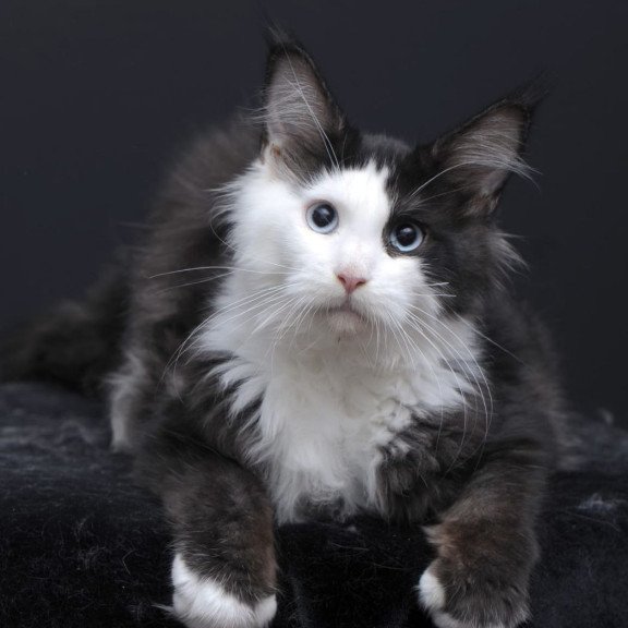 Maine Coon AP Rassy