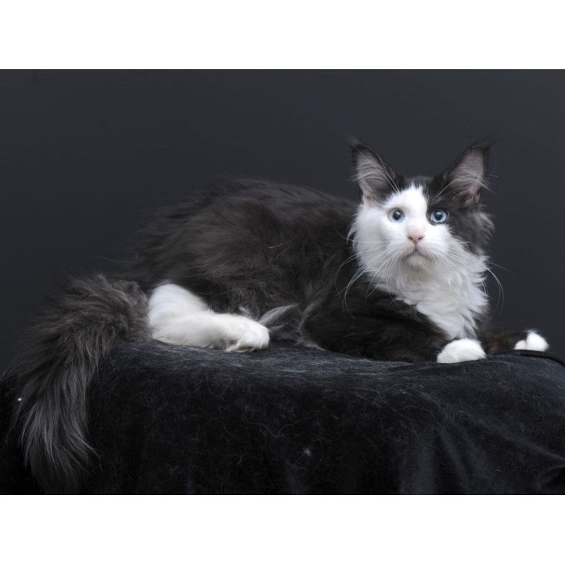 Maine Coon AP Rassy