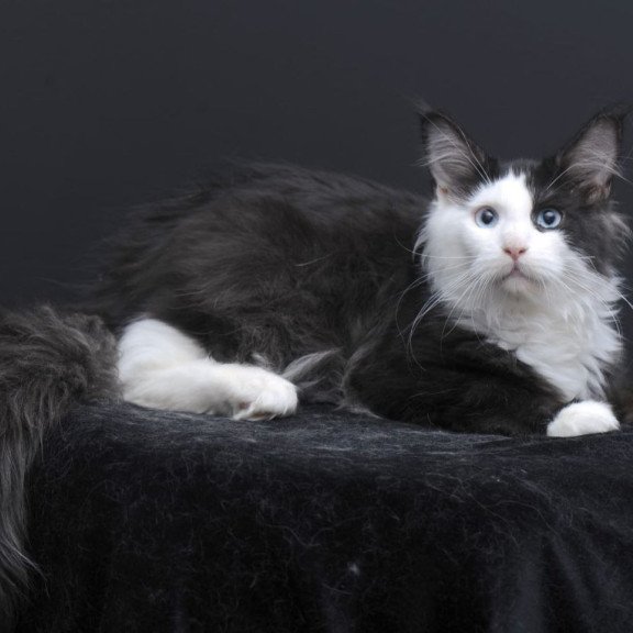 Maine Coon AP Rassy