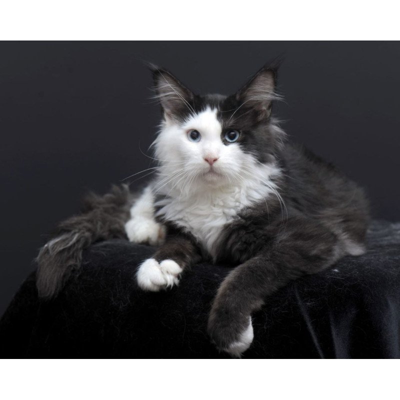 Maine Coon AP Rassy