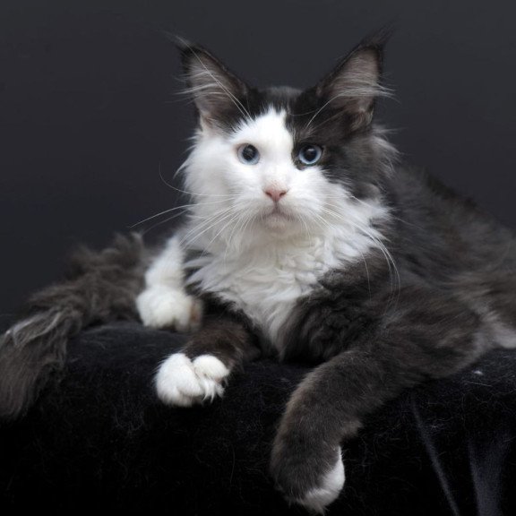 Maine Coon AP Rassy