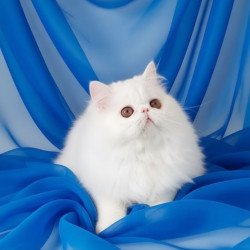 Persian AP Albus