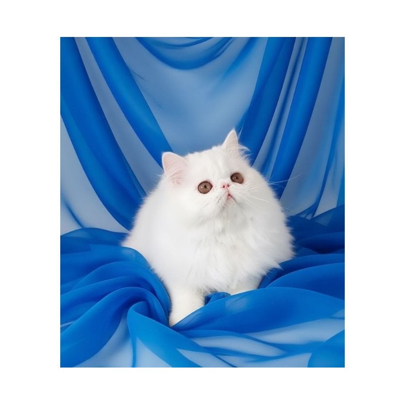 Persian AP Albus