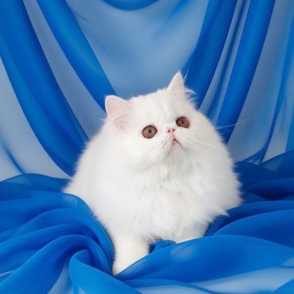 Persian AP Albus