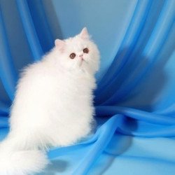 Persian AP Albus