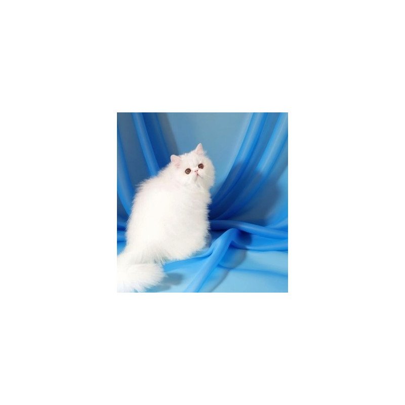 Persian AP Albus