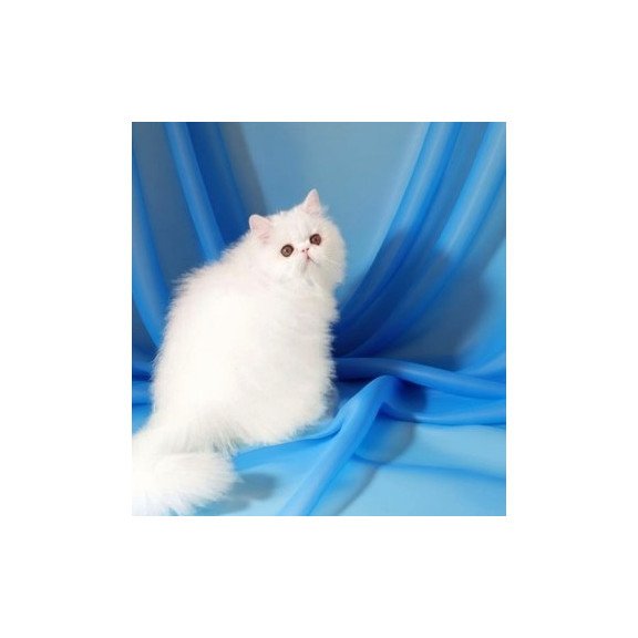 Persian AP Albus