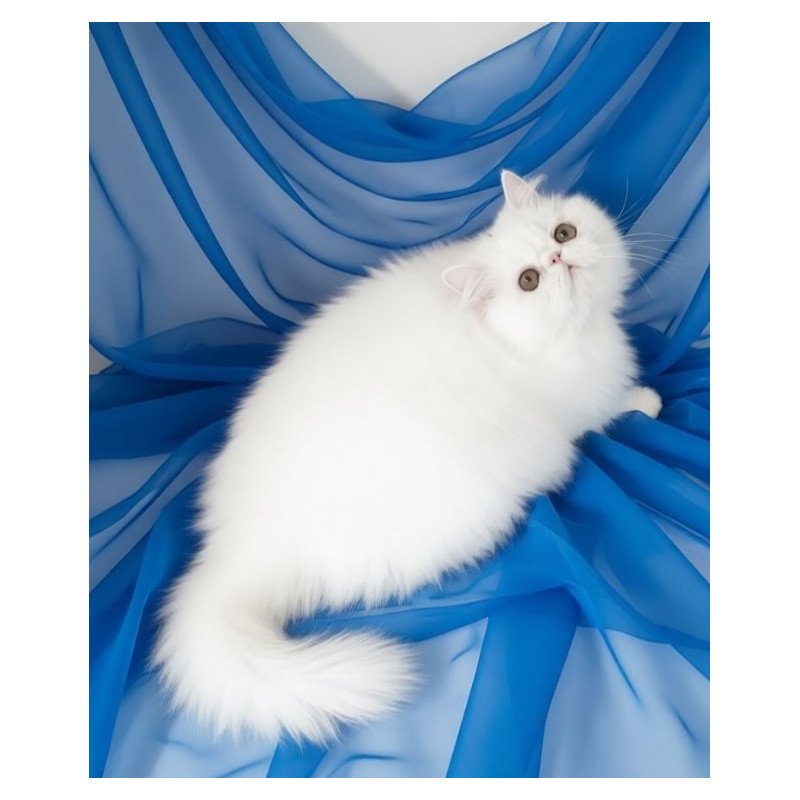 Persian AP Albus
