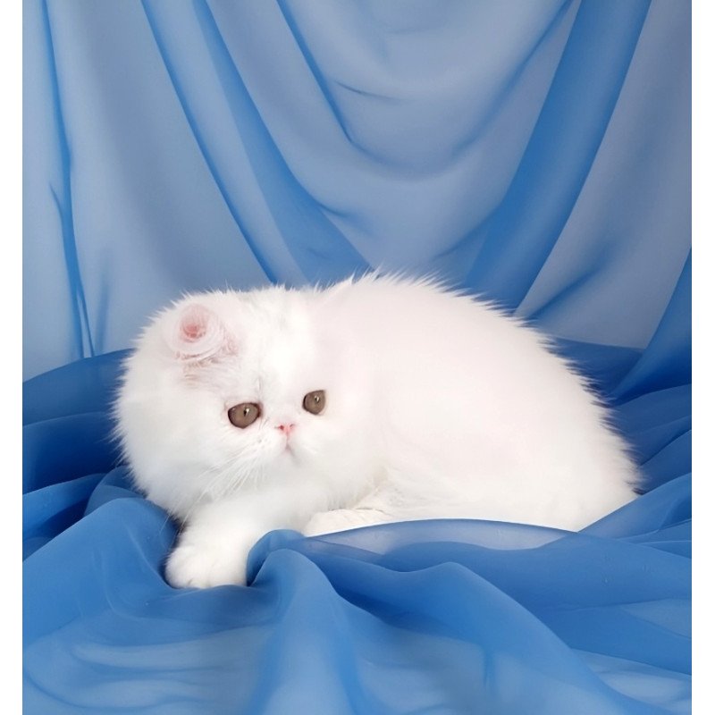 Persian AP Albus