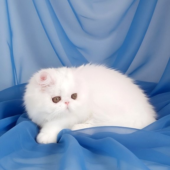 Persian AP Albus