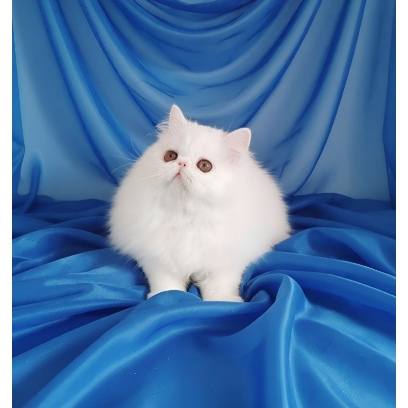 Persian AP Albus