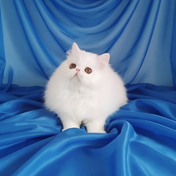 Persian AP Albus