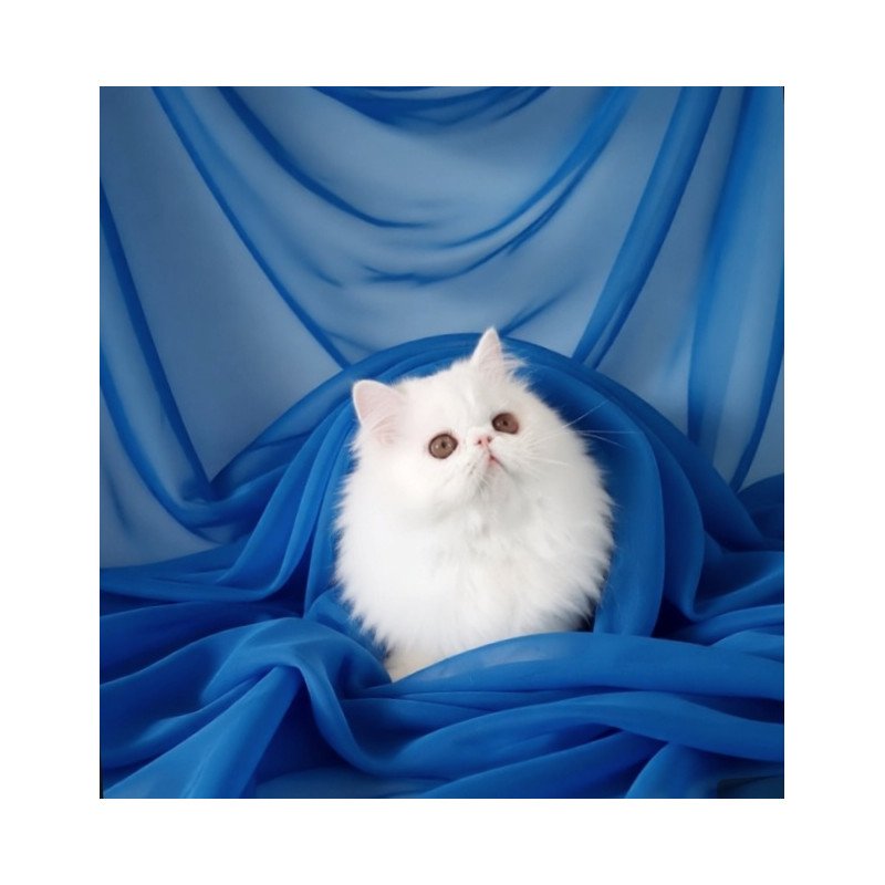 Persian AP Albus