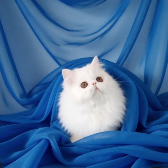 Persian AP Albus