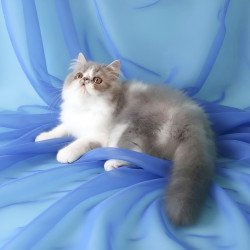 Persian AP Artem