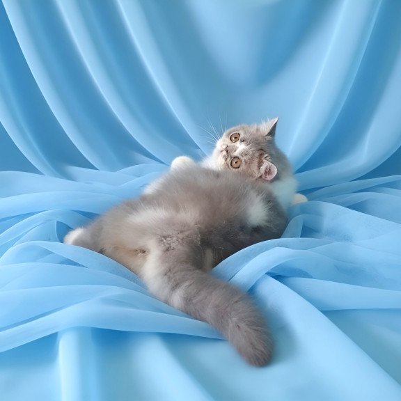 Persian AP Artem