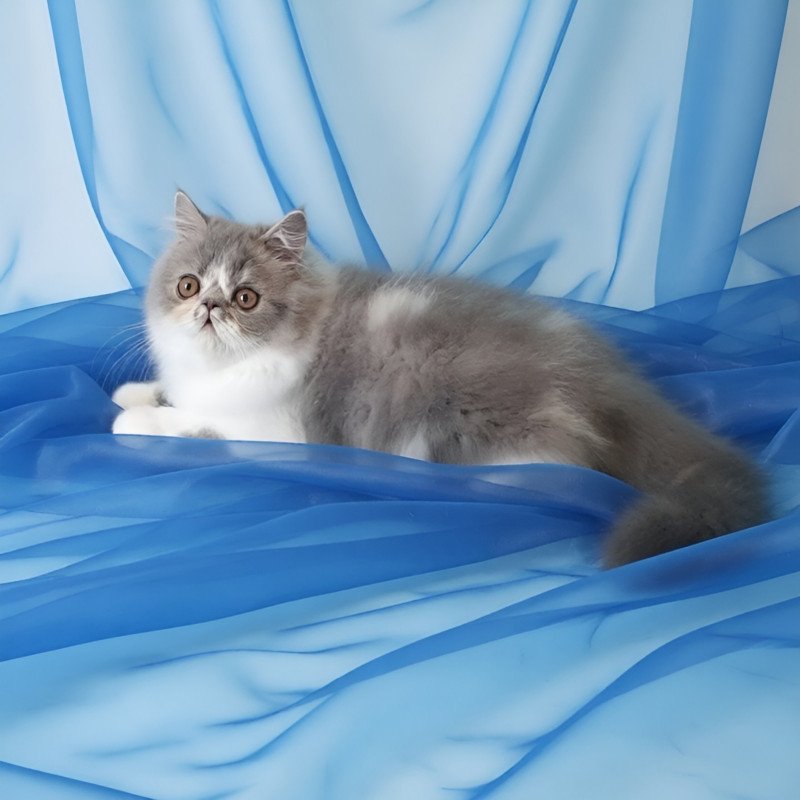 Persian AP Artem