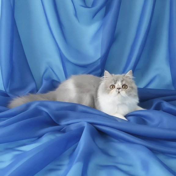 Persian AP Artem
